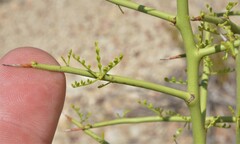 Parkinsonia microphylla