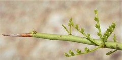 Parkinsonia microphylla
