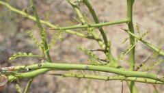 Parkinsonia microphylla