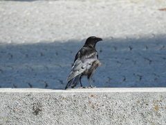 Corvus corone