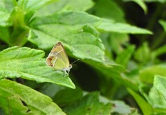 Chlorostrymon simaethis