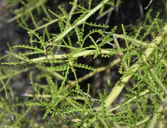 Parkinsonia microphylla