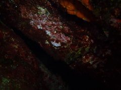 Scorpaena maderensis