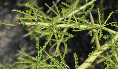 Parkinsonia microphylla