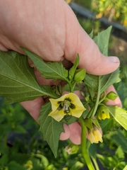 Physalis philadelphica