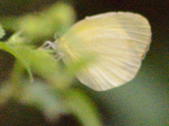 Eurema daira