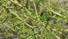 Parkinsonia microphylla