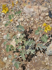 Senna covesii