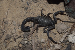 Hottentotta zagrosensis