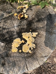 Trichoderma sulphureum