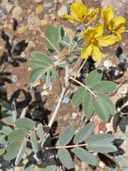 Senna covesii