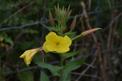 Oenothera glazioviana