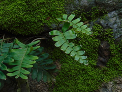 Pleopeltis polypodioides