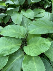 Calathea