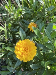 Tagetes erecta