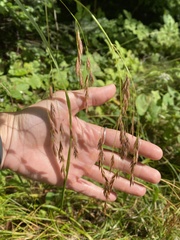 Bromus ciliatus