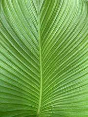 Calathea
