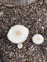 Chlorophyllum molybdites image