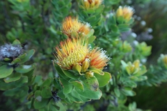 Leucospermum oleifolium