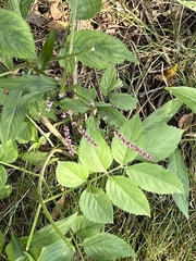 Persicaria longiseta