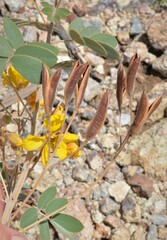 Senna covesii