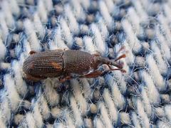 Sitophilus