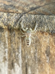 Hentzia mitrata