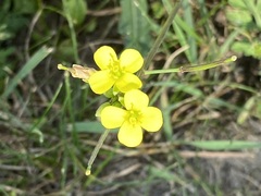 Diplotaxis muralis