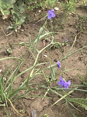 Tradescantia ohiensis