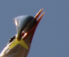 Oligoplites saurus