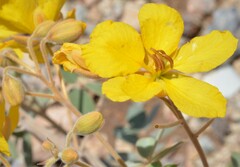 Senna covesii