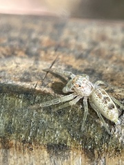 Hentzia mitrata
