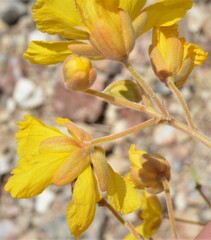 Senna covesii