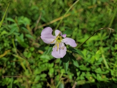 Rhexia mariana