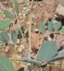Senna covesii