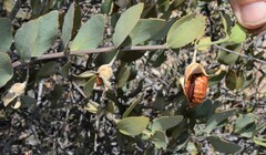 Simmondsia chinensis