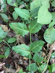 Euonymus fortunei