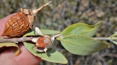 Simmondsia chinensis