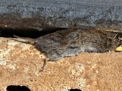 Microtus pennsylvanicus