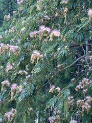 Albizia julibrissin
