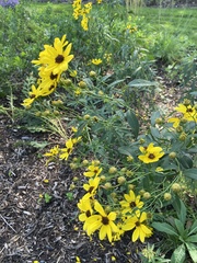 Helianthus angustifolius