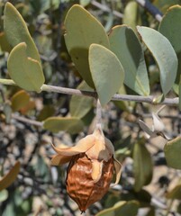 Simmondsia chinensis