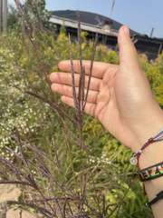 Andropogon gerardi