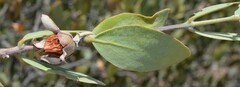 Simmondsia chinensis