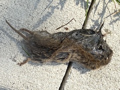 Microtus pennsylvanicus