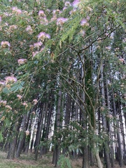Albizia julibrissin