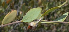 Simmondsia chinensis
