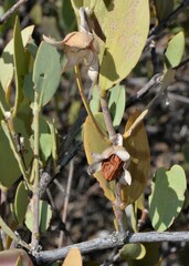 Simmondsia chinensis
