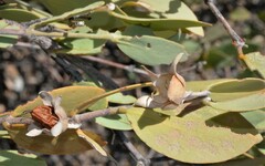 Simmondsia chinensis
