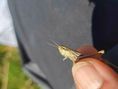 Euchorthippus declivus